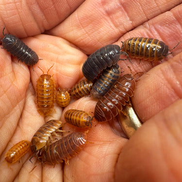 Armadillidium Vulgare